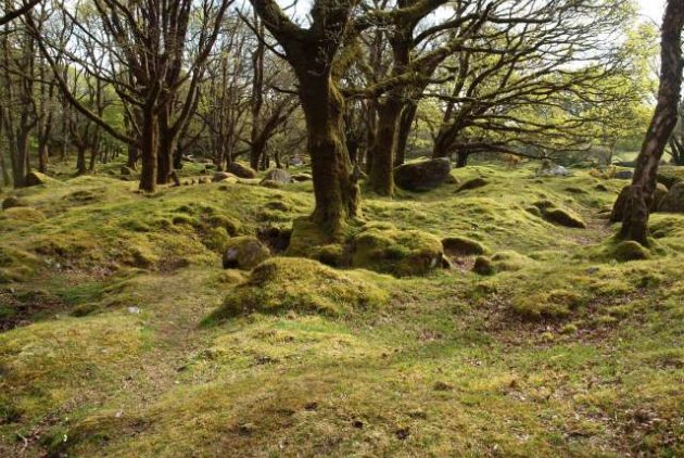 Zážitky z cínařské oblasti Dartmoor v Anglii