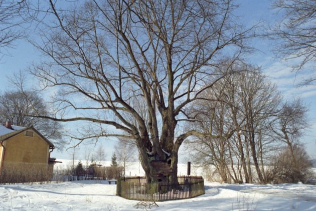 Památné a významné stromy Karlovarského kraje se zvláštním zřetelem k Chebsku