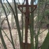 Bochov - Lohmarterlský kříž | zadní strana zrezivělého kříže - březen 2017