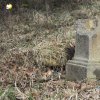 Lučiny - železný kříž | torzo poškozeného podstavce železného kříže nad bývalou cestou z Lučin do Svatoboru - duben 2022