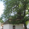 Žďárek - kaple sv. Vavřince | západní průčelí kaple - červen 2012