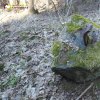 Mlyňany - železný kříž | žulový podstavec s torzem opěrky odlomeného kovaného kříže u zaniklé vsi Mlyňany - březen 2016