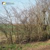 Chlum - Knappenský kříž | zchátralý Knappenský kříž zarostlý v hustých náletových křovinách v polích u Chlumu - duben 2016