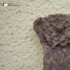 Pšov - železný kříž | detail zdobení klínového zakončení ramen zchátralého dvouramenného kovaného kříže v podobě plastických květů - září 2016