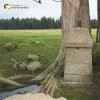 Ehrlich - železný kříž | torzo kříže na bývalém rozcestí v polích u zaniklé osady Ehrlich - říjen 2017