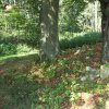 Bošířany - kaple sv. Anny | rozvaliny zbořené obecní kaple sv. Anny pod skupinou stromů na bývalé návsi v Bošířanech - září 2016