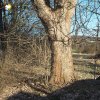 Žalmanov - Pauscherův kříž | zchátralý Pauscherův kříž mezi dvojicí mohutných javorů na severovýchodním okraji vsi Žalmanov - březen 2017