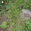 Poutnov - památník obětem 1. světové války | symbolický náhrobek zemřelého vojáka Josefa Manerta v Poutnově - červenec 2018