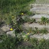 Pstruží - pomník obětem 1. světové války | přístupové schodiště dochované terasy pomníku obětem 1. světové války v Pstruží - srpen 2019