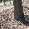 Kozlov - Schwarzmichlův kříž | torzo Schwarzmichlova kříže mezi dvojicí vzrostlých javorů na bývalém rozcestí u kozlovského hřbitova - březen 2017