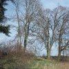 Brložec - železný kříž | dvojice vzrostlých stromů v cípu bývalého zámeckého parku pod nimž kříž stával - duben 2016