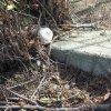 Lažany - kamenný kříž | žulový základový sokl odstraněného podstavce kamenného kříže u Lažan - březen 2016