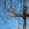 Údrč - Eberlův kříž | poškozený vrcholový kovaný kříž Eberlova kříže u Údrče před obnovou - březen 2017