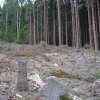 Kojšovice - smírčí kříž | smírčí kříž u vykáceného lesa - červenec 2009