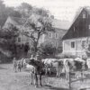 Kozlov (Koslau) | krávy u pumpy v obci v době před rokem 1945