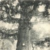Dalovice - Körnerův dub | Körnerův dub v zámeckém parku na historické pohlednici z roku 1900