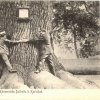 Dalovice - Körnerův dub | objímání kmene dubu na pohlednici z doby kolem roku 1900