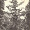 Dalovice - Körnerův dub | pařez uhynulého stromu s odnoží Körnerova dubu počátkem 20. století