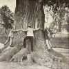 Dalovice - Körnerův dub | objímání kmene Körnerova dubu na pohlednici z roku 1909