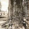 Dalovice - Körnerův dub | Körnerův dub v zámeckém parku v době kolem roku 1914