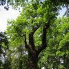 Dalovice - Körnerův dub | památkově chráněný Körnerův dub v dalovickém zámeckém parku - červen 2011