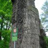 Dalovice - Körnerův dub | kmen připomínající sloní nohu - květen 2009