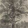 Dalovice - Körnerův dub | Körnerův dub na kresbě z konce 19. století