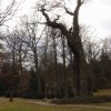 Dalovice - Körnerův dub | památný Körnerův dub s bustou básníka Theodora Körnera v bývalém zámeckém parku v Dalovicích - prosinec 2007