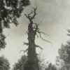 Dalovice - Körnerův dub | jeden z uschlých mohutných dubů v zámeckém parku koncem 19. století