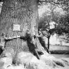 Dalovice - Korneruv dub | KKörnerův dub na historické fotografii z doby kolem roku 1895