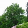 Dalovice - Zámecký dub | památný strom v dalovickém zámeckém parku - květen 2009
