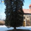 Luka - kaple sv. Anny | jihovýchodní průčelí zchátralé hřbitovní kaple sv. Anny na hřbitově u Luk - únor 2019
