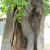Stráž nad Ohří - Lípa ve Stráži | adventivní kořen v dutině památného stromu - říjen 2009