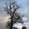 Nivy - Lípa u kapličky | koruna památného stromu - listopad 2009