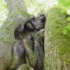 Popov - Dolní popovská lípa | nitro kmene stromu - květen 2009