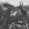 Karlovy Vary - plastika jelena | litinová plastika jelena za Richmondem před rokem 1932