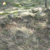 Močidlec - pomník Františka Josefa I. | terénní nerovnosti a rozvalené kameny v místech bývalého pomníku Františka Josefa I. v lese východně od Močidlece - duben 2016