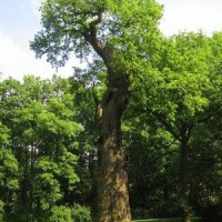 Dalovice - Körnerův dub